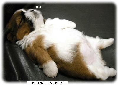 poze funny cu animalutze:D:D - lolol lissa..ce poze tari - My Cool Forum