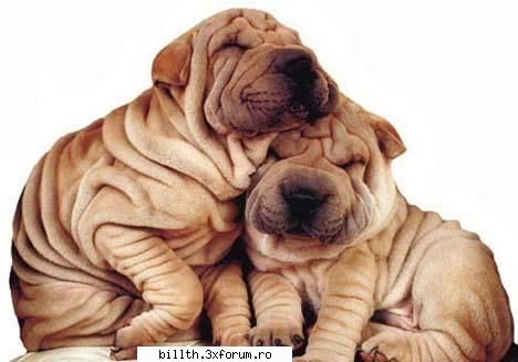 poze funny cu animalutze:D:D - mie imi plac fff mult caini - My Cool Forum