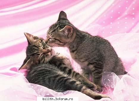 poze funny cu animalutze:D:D - si ink o pozuk cu nishte pisicutze - My Cool Forum