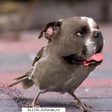poze funny cu animalutze:D:D - mrs...chrisa, shi ale tale is beton - My Cool Forum
