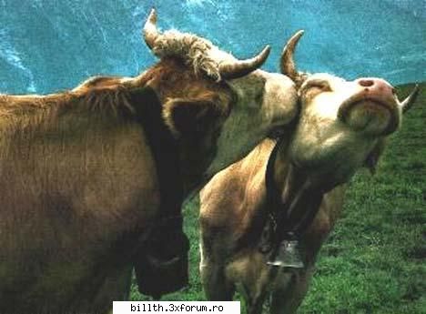 poze funny cu animalutze:D:D - Chrisa - My Cool Forum