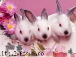 poze funny cu animalutze:D:D - oo.......cred k am mai gasit cateva pozuci cu - My Cool Forum