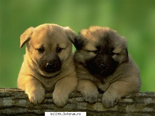 poze funny cu animalutze:D:D - Mie imi plac cateii mici mici mici - My Cool Forum