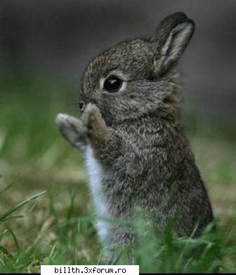 poze funny cu animalutze:D:D - cel mai zooper animalutzzzzzzzzzzzzzzzzzzzzzzzzzzz - My Cool Forum