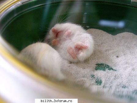 poze funny cu animalutze:D:D - Chrisa - My Cool Forum