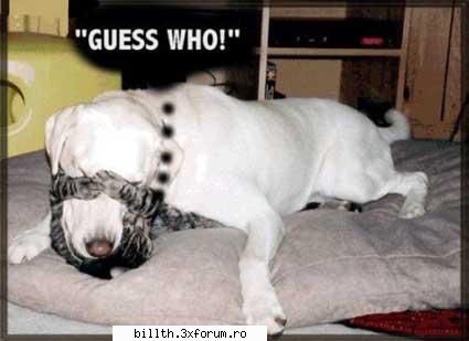 poze funny cu animalutze:D:D - Chrisa, spuneai ca-ti plac cateii???? - My Cool Forum