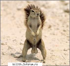 poze funny cu animalutze:D:D - Interzis.....sau nu minorilor!!! - My Cool Forum