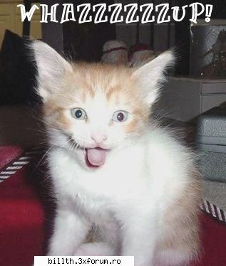 poze funny cu animalutze:D:D - l3_diana - My Cool Forum