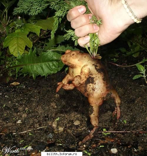 poze funny cu animalutze:D:D - ce mai creste de-acu' oare prin pamant?! - My Cool Forum