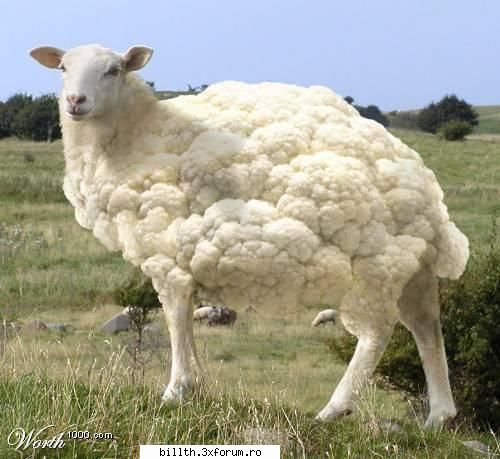 poze funny cu animalutze:D:D - O conopida pastea intr-o zi insorita, si deodata - My Cool Forum