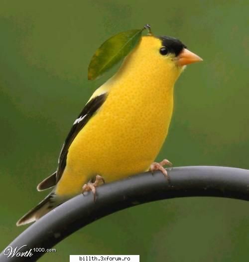 poze funny cu animalutze:D:D - O pasare mai cu mot...sau o para cu ochi si cioc! - My Cool Forum