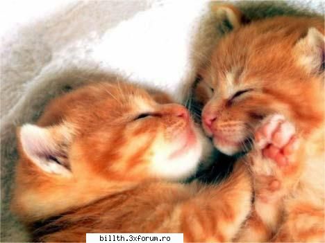 poze funny cu animalutze:D:D - bvv Daya..zooper poze;) - My Cool Forum