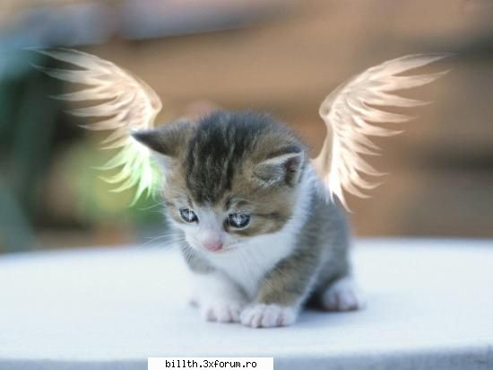 poze funny cu animalutze:D:D - yoy sooper poza - My Cool Forum
