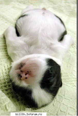 poze funny cu animalutze:D:D - Dayaaaaaa....zooper pozele - My Cool Forum