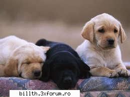 poze funny cu animalutze:D:D - cemi plac catelushii:D:D:D - My Cool Forum