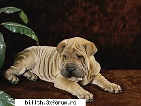 poze funny cu animalutze:D:D - si mai ales astia:D:D - My Cool Forum
