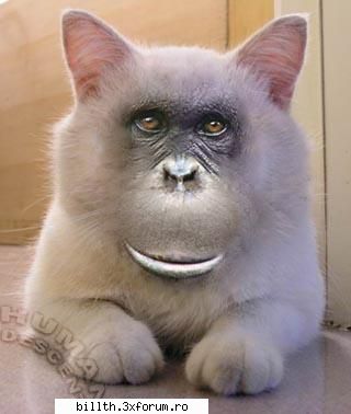 poze funny cu animalutze:D:D - sio tras si mata operatie estetica...!!! - My Cool Forum