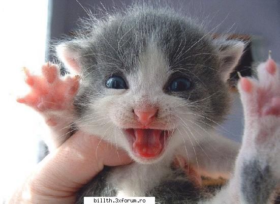 poze funny cu animalutze:D:D - Chrisa - My Cool Forum