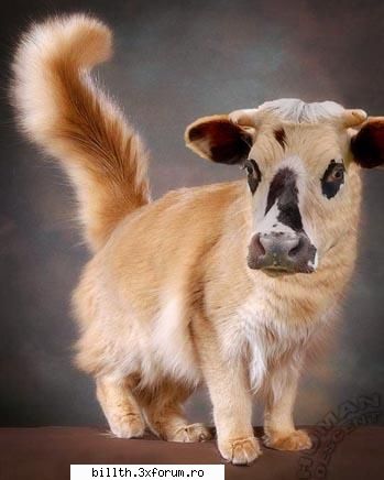 poze funny cu animalutze:D:D - d cand o devenit matza vaca .... so mai schimbat - My Cool Forum